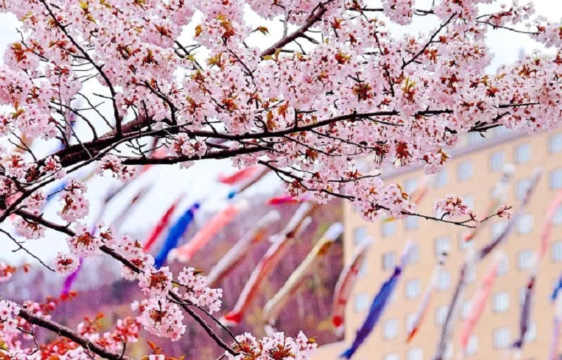 定山渓温泉渓流鯉のぼり(札幌市)| Domingo -ドミンゴ-