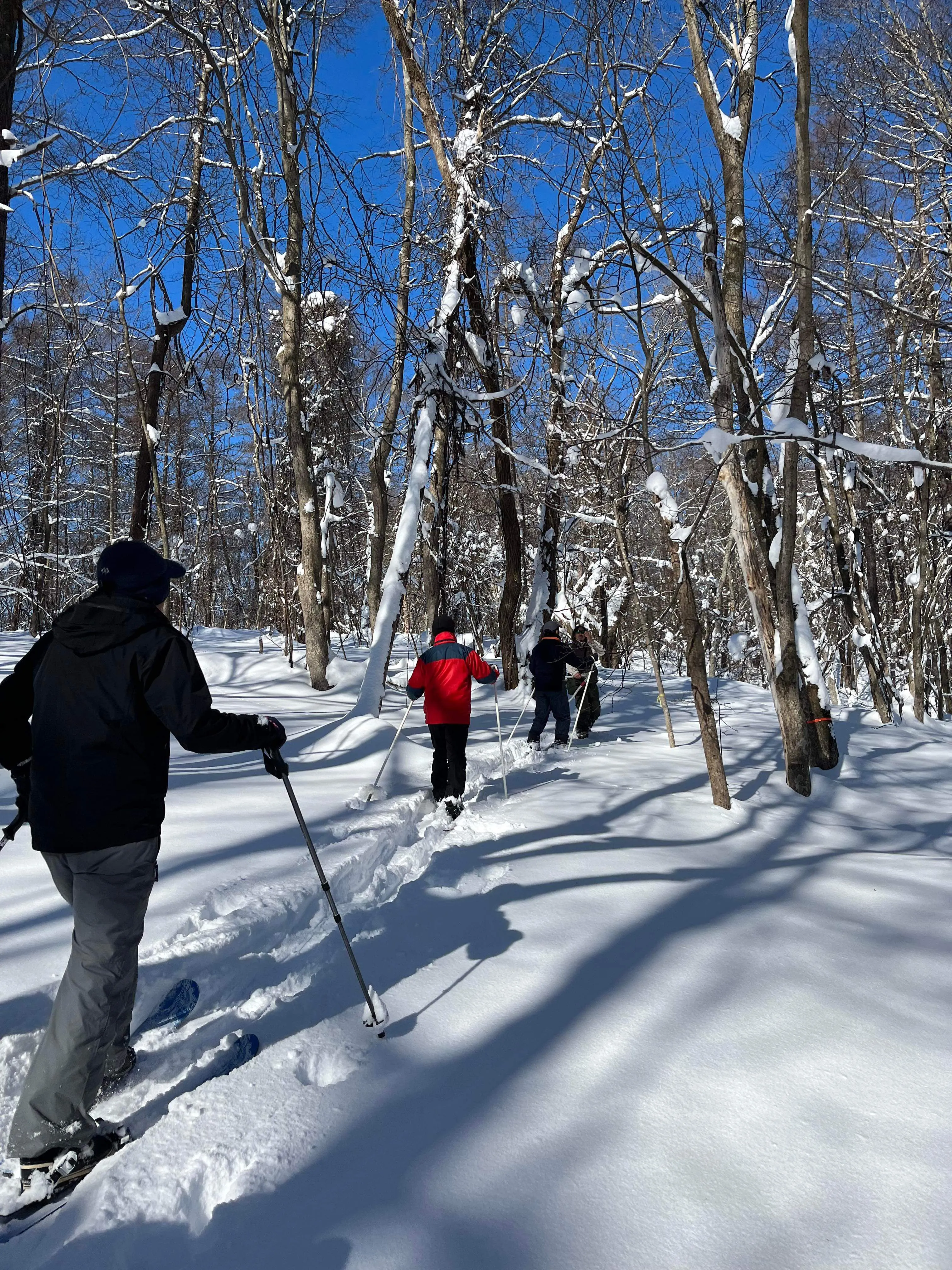 Hokkaido Maple メープル森のツアー2025(当別町)| Domingo -ドミンゴ-