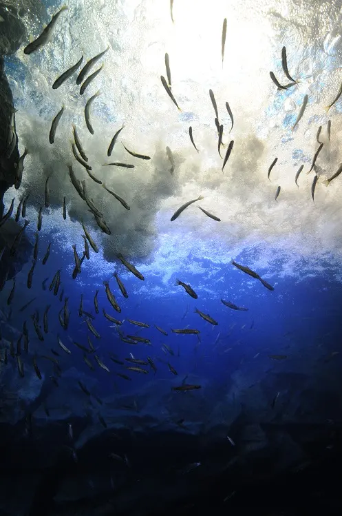 北の大地の水族館 出前水族館（Kitami City）| Domingo