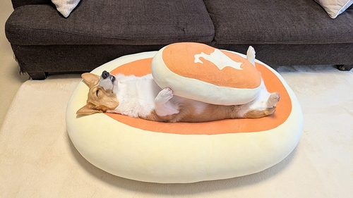 これは完全に本州」チーズ蒸しパンと眠るコーギーが“日本地図すぎる”と