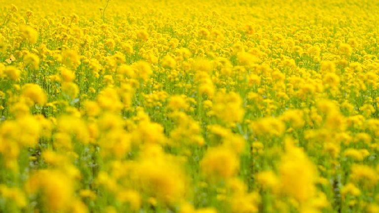 安平町 菜の花さんぽ22 北海道の 今 をお届け Domingo ドミンゴ