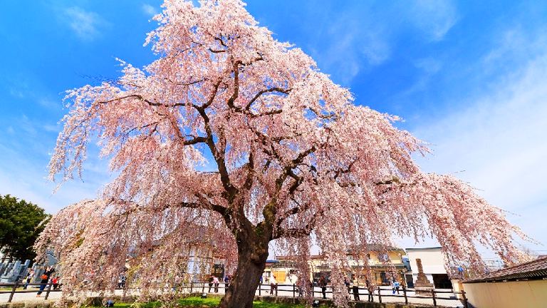 北斗桜回廊|北海道の「今」をお届け Domingo -ドミンゴ-