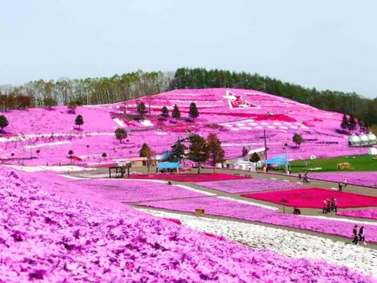 ひがしもこと芝桜公園オープン 北海道の 今 をお届け Domingo ドミンゴ