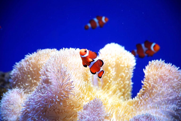 おたる水族館 特別展「蟹(かに)ー誰もが知る生き物カニの生態を探るー」