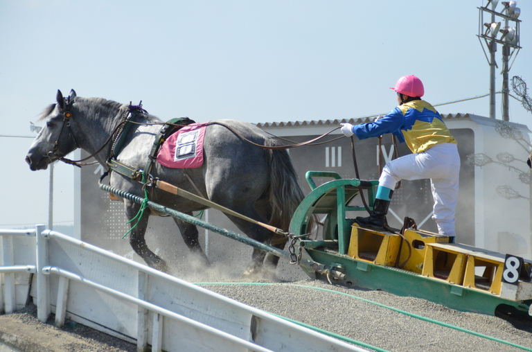 ばんえい競馬|北海道の「今」をお届け Domingo -ドミンゴ-