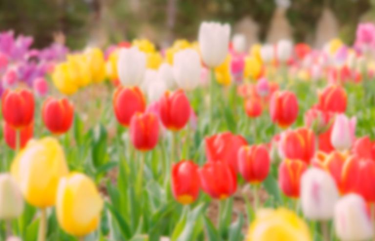 チューリップ球根植え 北海道の 今 をお届け Domingo ドミンゴ