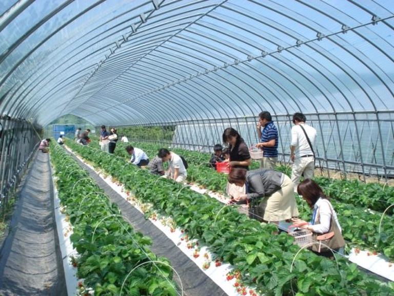 そうべつくだもの村 北海道の 今 をお届け Domingo ドミンゴ