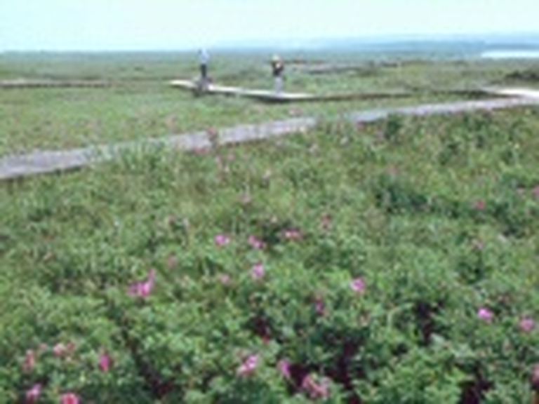はまなすの丘公園 ヴィジターセンター 北海道の 今 をお届け Domingo ドミンゴ