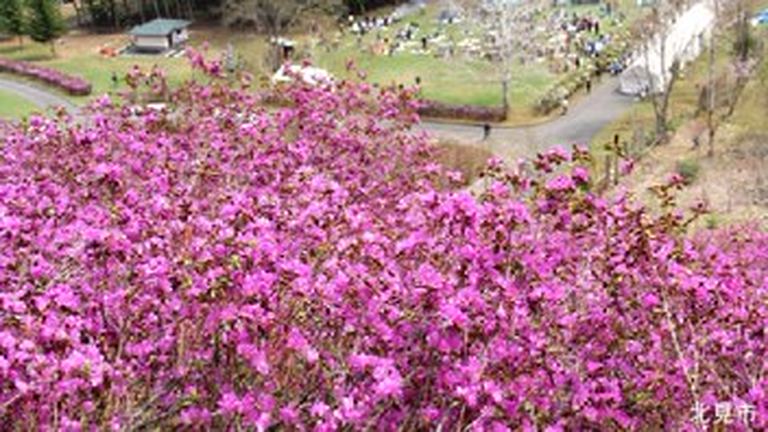 つつじ山 開放 北海道天然記念物エゾムラサキツツジ開花期間限定 北海道の 今