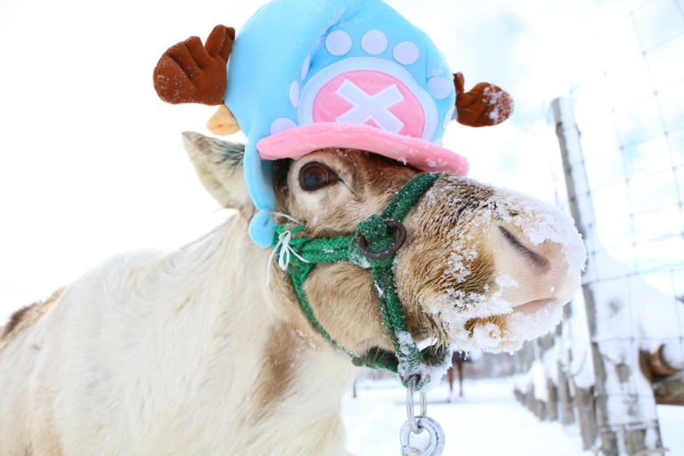 トナカイソリでサンタ気分!?北海道のクリスマスイベント2選!|Domingo