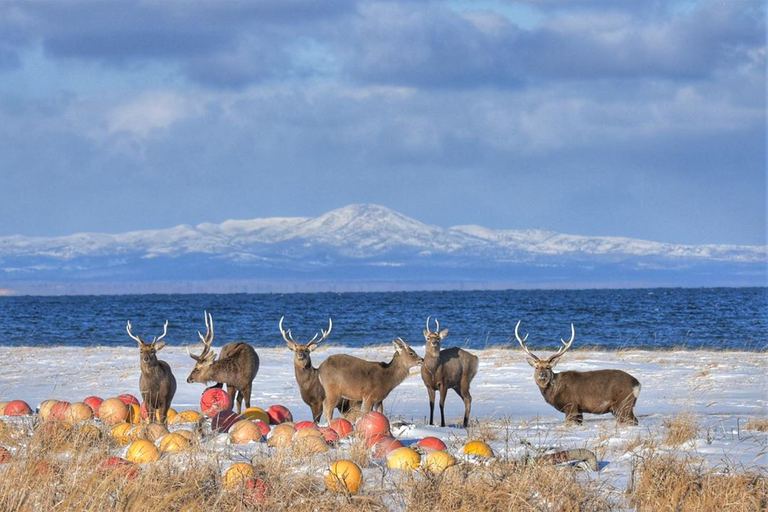 別海町の雄大な風景など【北海道ミライノート(26)】|Domingo