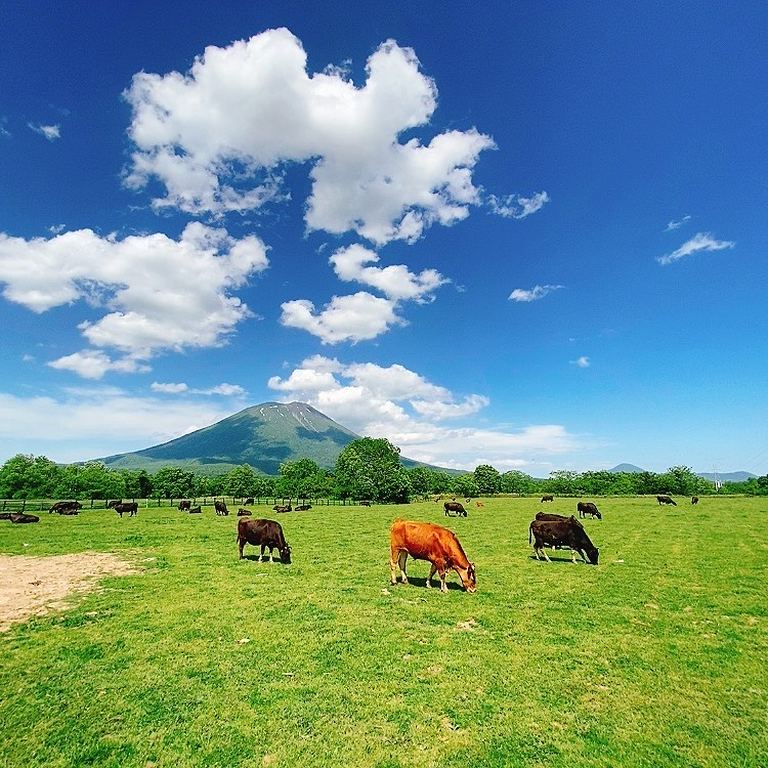 【北海道ミライノート×Domingo】ニセコ町の牧場 など
