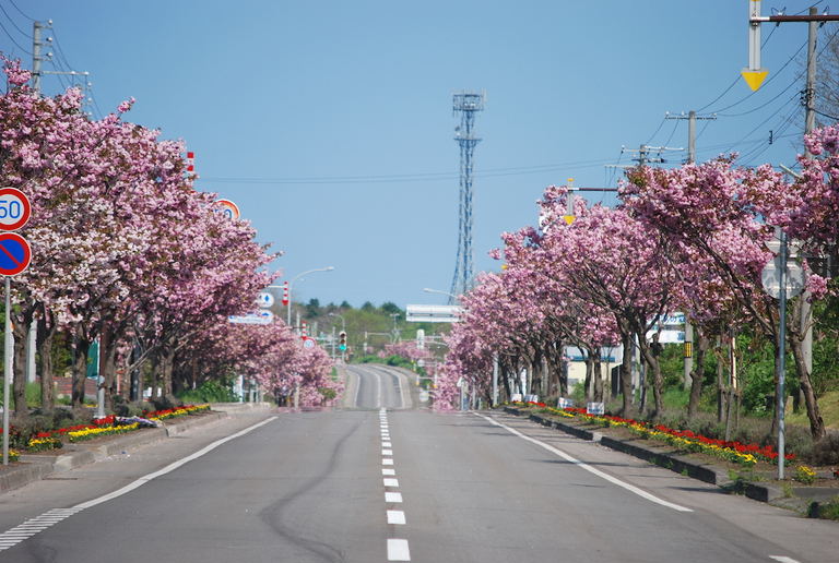 噴火湾と駒ヶ岳を望む、彩りの道【シーニックバイウェイ北海道(8)】|Domingo