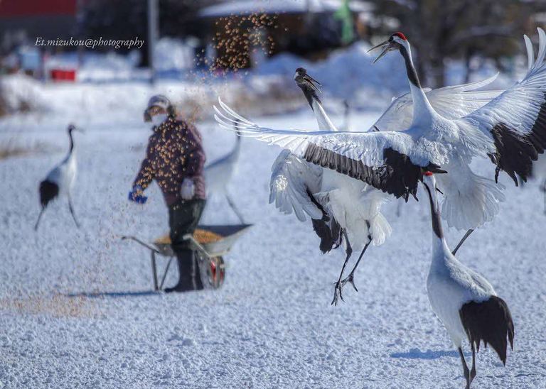 雪面に舞い降りるタンチョウ。「鶴(鶴居村)」など 【北海道ミライノート (54)】|Domingo
