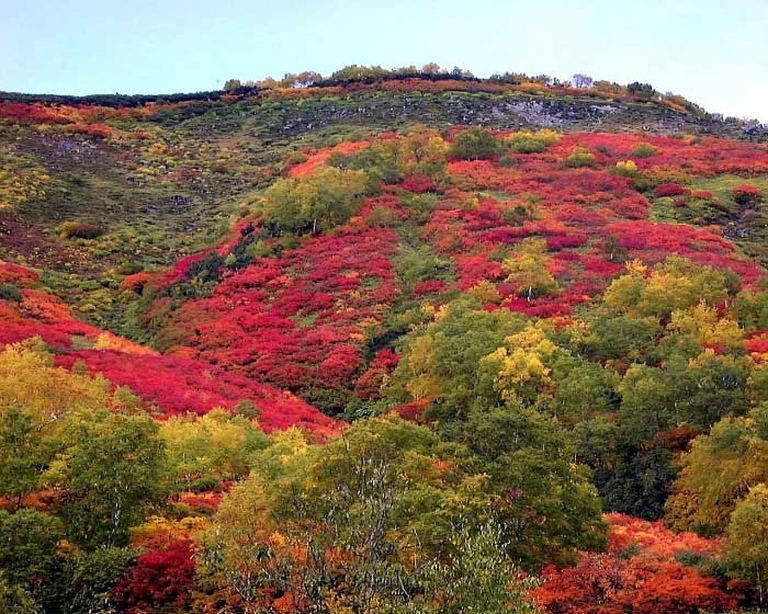 北海道の秋を満喫するならここ！紅葉おすすめスポット道北エリア5選！｜Domingo