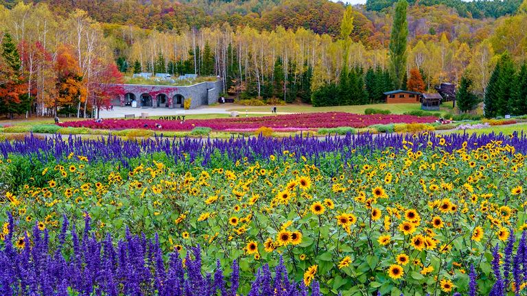 広大な敷地でカラフルな紅葉を楽しめる!「滝野すずらん丘陵公園」で秋に見るべきおすすめエリアをご紹介|Domingo