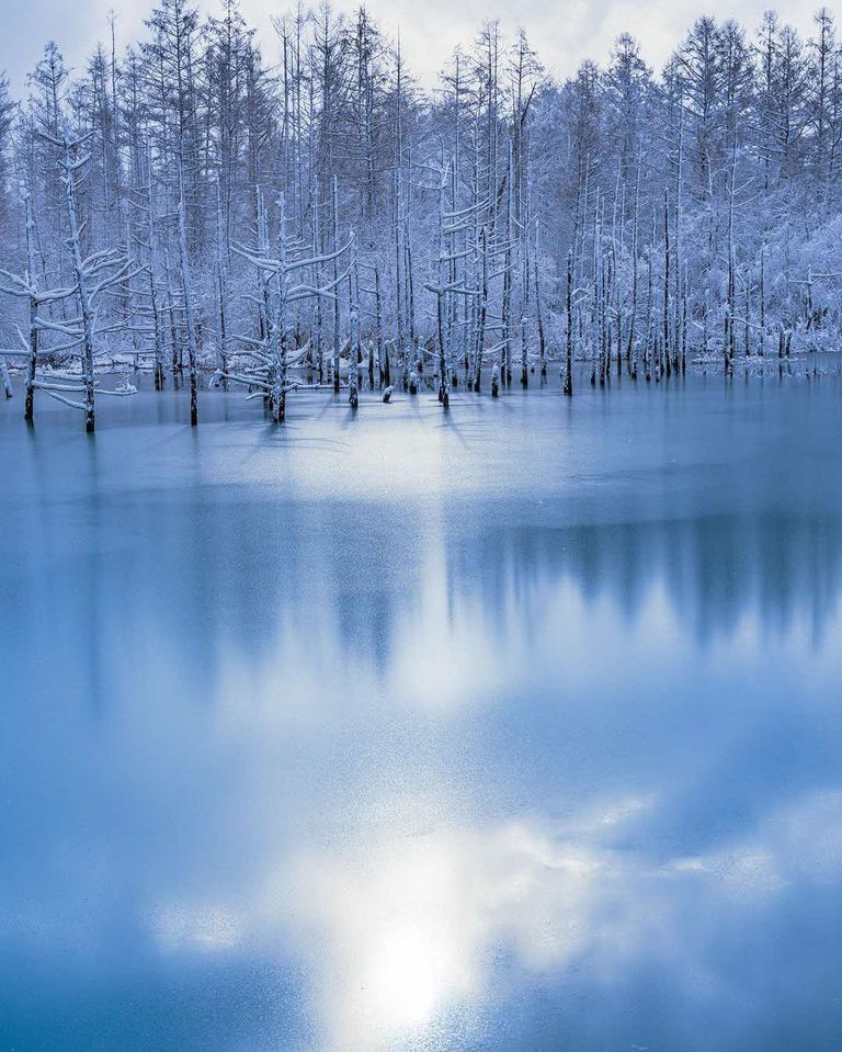 雪の白と青い水面のコントラストが美しい冬の表情。「美しく凍る 「青い池」（美瑛町）」など 【北海道ミライノート （71）】｜Domingo