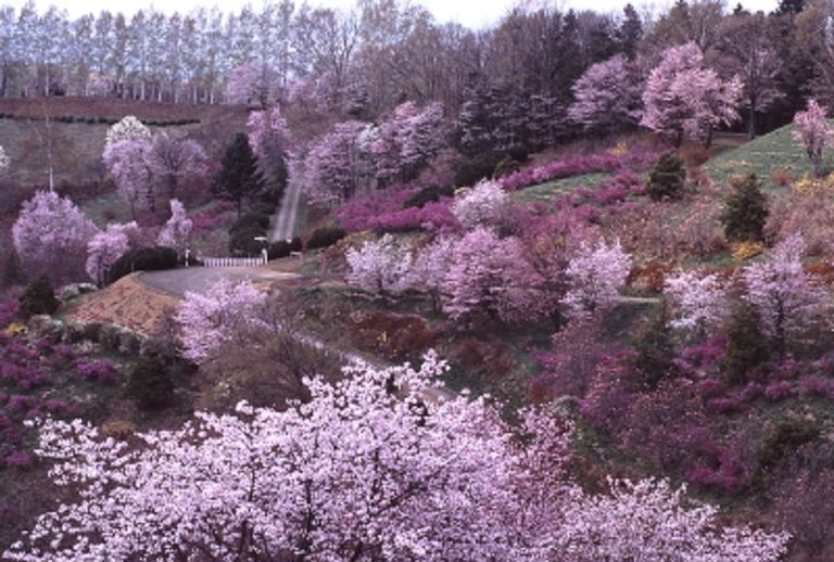 【北見近郊・道東エリア】おすすめ桜スポット6選・大自然の中で楽しむ花見！｜Domingo