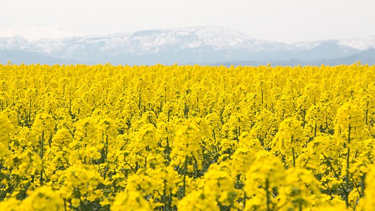 一面に広がる黄色いじゅうたん！北海道で「菜の花畑」の絶景を楽しむならここ！｜Domingo