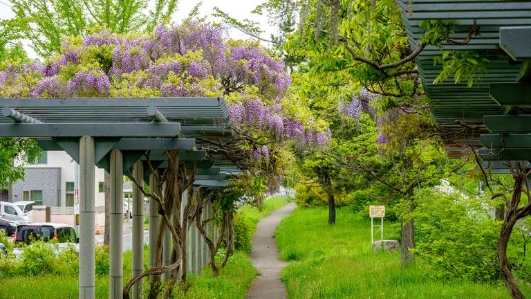 紫色の藤が咲き誇る道 札幌市東区「パープルロード」を歩いてみた｜Domingo