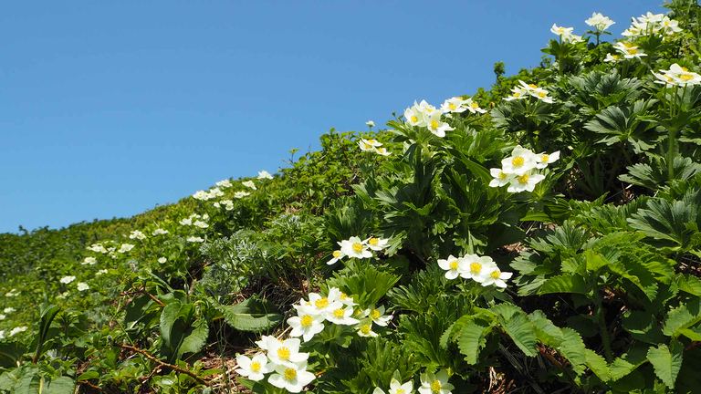絶対行くべき日本最北の離島 利尻島・礼文島でしか見られない貴重な花たち|Domingo