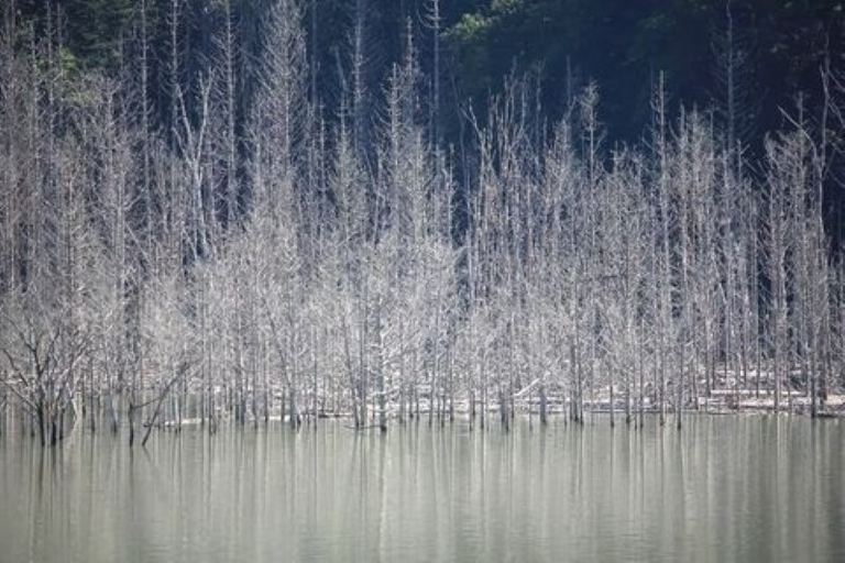 水面に立ち並ぶ不思議な木たち。「夏の樹氷（夕張市）」など 【北海道ミライノート （77）】｜Domingo