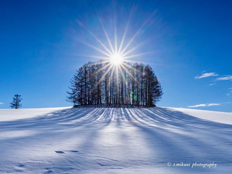 木々の連なる姿が絵に描いたような景色「雪面に伸びる樹影（美瑛町）」など 【北海道ミライノート （79）】｜Domingo