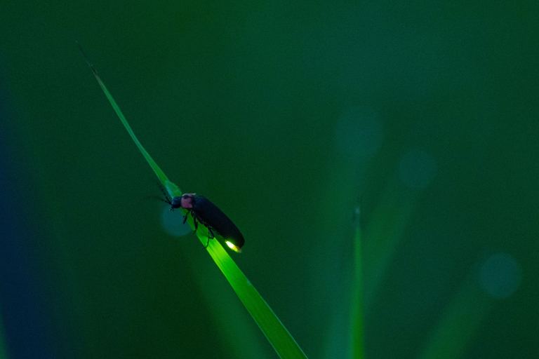 夏の夜に驚くほど光る昆虫、ホタルの秘密
