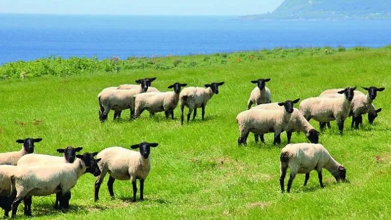 焼尻めん羊まつり2021｜北海道の「今」をお届け Domingo -ドミンゴ-