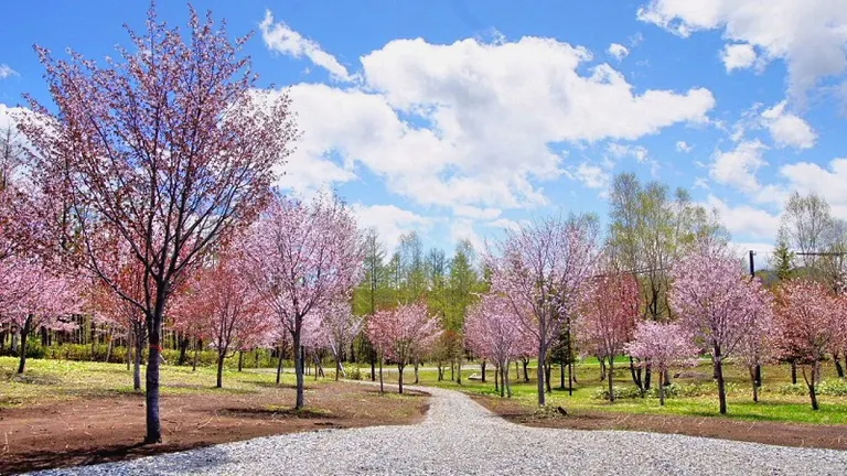 中札内村 桜のある休日｜北海道の「今」をお届け Domingo -ドミンゴ-