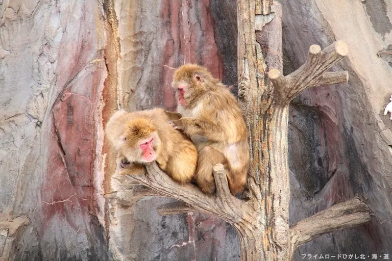 [釧路市動物園]冬も元気な動物たち写真パネル展｜北海道の「今」をお届け Domingo -ドミンゴ-