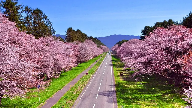しずない桜まつり｜北海道の「今」をお届け Domingo -ドミンゴ-