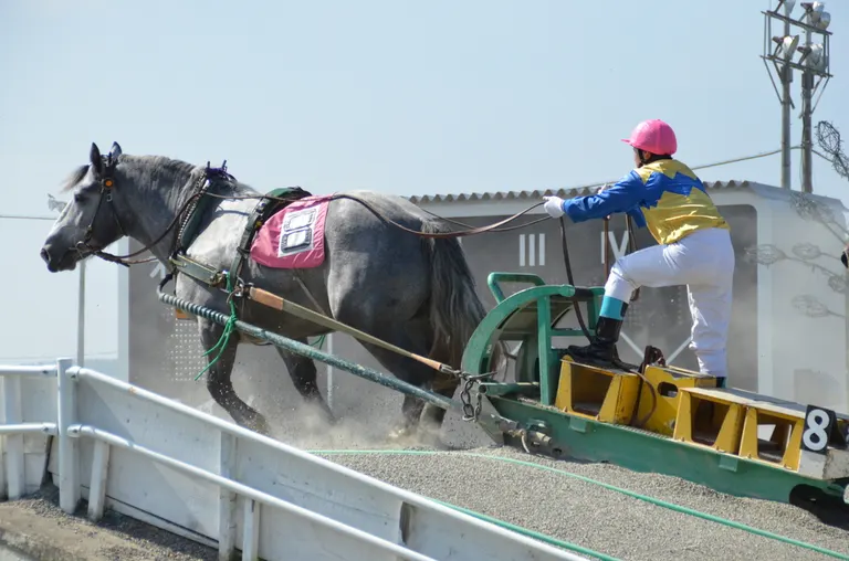 ばんえい競馬｜北海道の「今」をお届け Domingo -ドミンゴ-