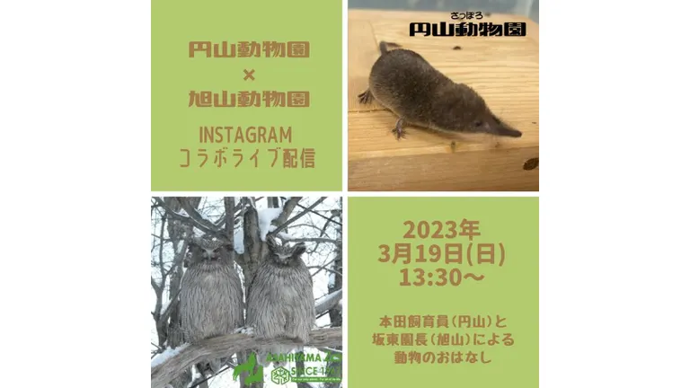 円山動物園ｘ旭山動物園 Instagramコラボライブ配信【オンライン】（旭川市 札幌市 北海道）| Domingo -ドミンゴ-