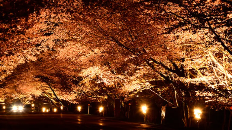 優駿さくらロード 夜桜ライトアップ｜北海道の「今」をお届け Domingo -ドミンゴ-