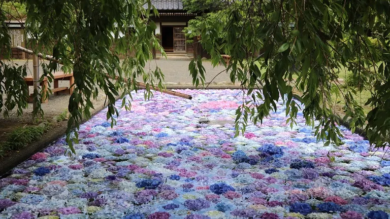 松前藩屋敷浮き紫陽花(松前町)| Domingo -ドミンゴ-