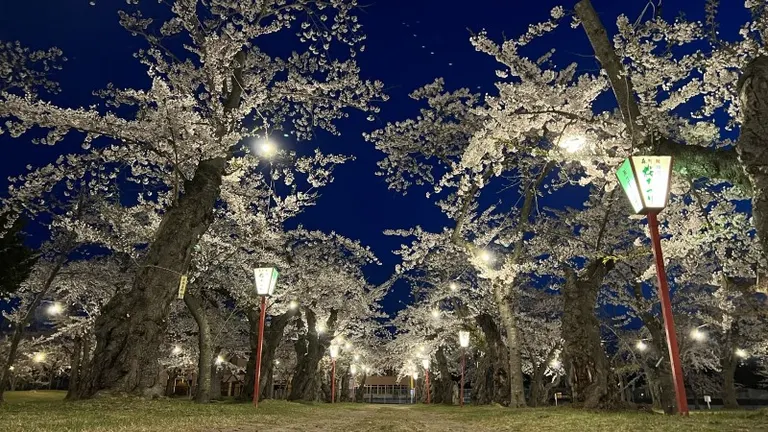 第75回 もりまち桜まつり｜北海道の「今」をお届け Domingo -ドミンゴ-