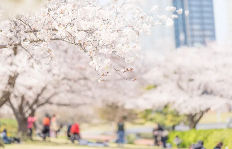 なかさつない桜ウィーク スタンプラリー｜北海道の「今」をお届け Domingo -ドミンゴ-