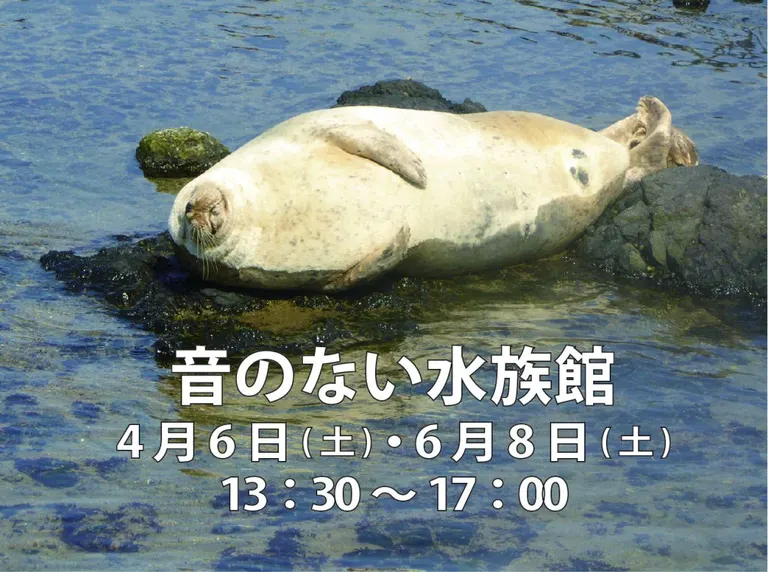 音のない水族館｜北海道の「今」をお届け Domingo -ドミンゴ-