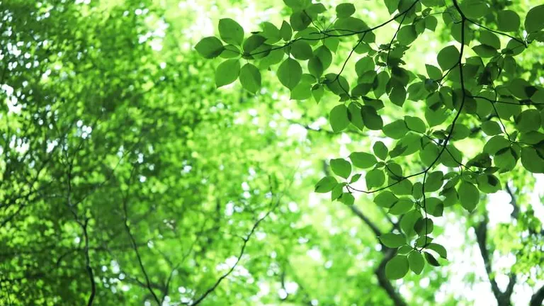 緑化用苗木の無料配布｜北海道の「今」をお届け Domingo -ドミンゴ-