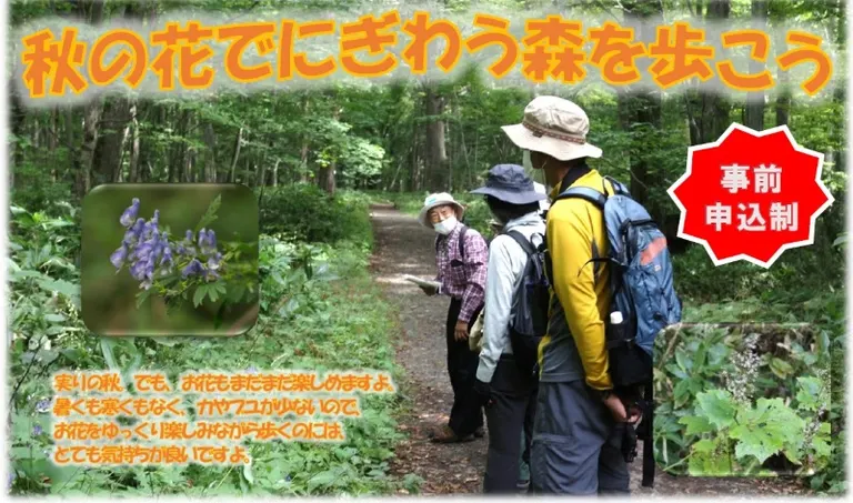 秋の花でにぎわう森を歩こう｜ | 北海道の「今」をお届け Domingo -ドミンゴ-