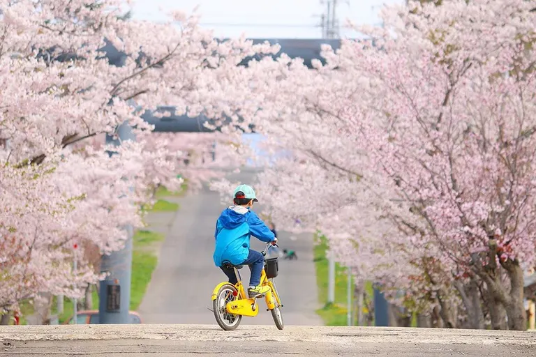 岩内神社の桜並木 など【北海道ミライノート（31）】｜Domingo