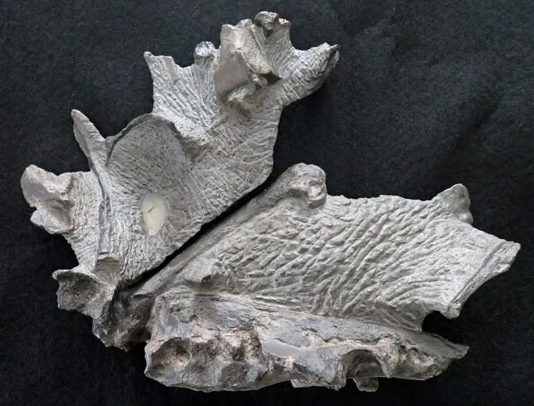 今回新しくむかわ町穂別で確認された恐竜の化石のレプリカ(穂別博物館提供)