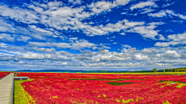 能取湖畔が真っ赤に染まる！日本最大の「サンゴ草」群落地の秋景色がすごい！｜Domingo
