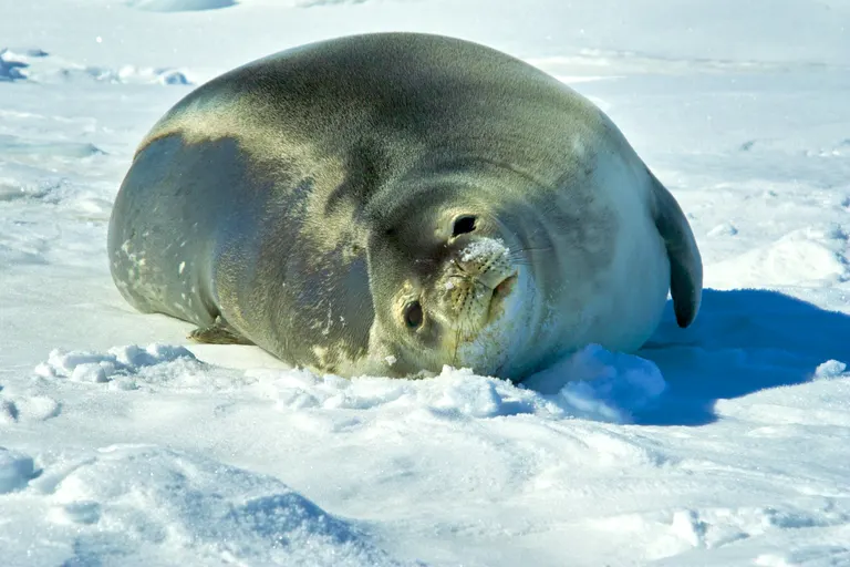 南極の動物