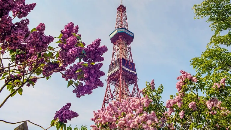 札幌中心地に花の穴場スポット！「創成川公園」を彩るライラックとすずらん｜Domingo