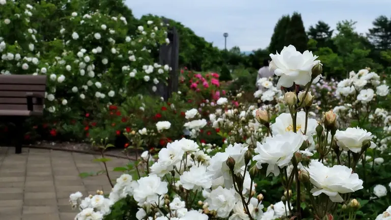 バラが咲き誇る魅惑の花園！「いわみざわ公園」バラ園の魅力をご紹介｜Domingo