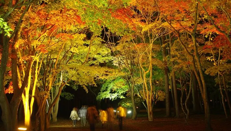 【2023年版】北海道の秋を堪能！紅葉の中で楽しむおすすめイベント6選｜Domingo
