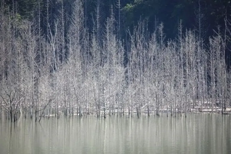 水面に立ち並ぶ不思議な木たち「夏の樹氷（夕張市）」など 【北海道ミライノート （77）】｜Domingo