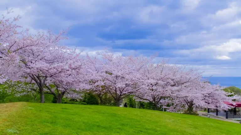 There is a certain Hokkaido style of hanami that is different from that of Honshu.｜Domingo